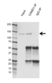 Anti CAND1 Antibody, clone CD01/4H2 (PrecisionAb Monoclonal Antibody) thumbnail image 4