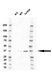 Anti CAPZA1 Antibody, clone OTI2G4 (PrecisionAb Monoclonal Antibody) thumbnail image 1