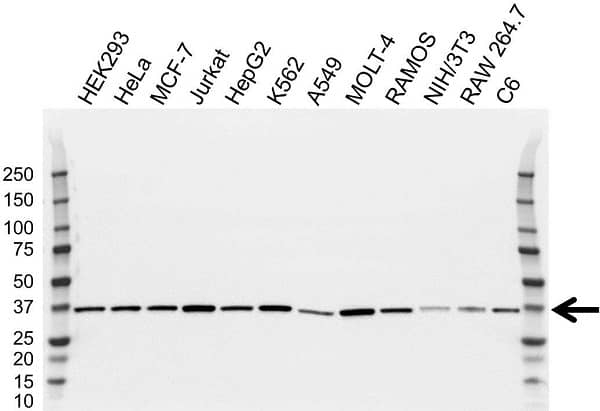 Anti CAPZA1 Antibody, clone OTI2G4 (PrecisionAb Monoclonal Antibody) gallery image 2