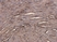 Anti Carcinoembryonic Antigen (Arcitumomab Biosimilar) Antibody, clone Arcitumomab thumbnail image 2