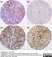 Anti Human Cartilage Oligomeric Matrix Protein Antibody, clone MA37C94 (HC484D1) thumbnail image 2