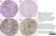 Anti Human Cartilage Oligomeric Matrix Protein Antibody, clone MA37C94 (HC484D1) thumbnail image 2