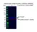 Anti Casein Kinase 1 Epsilon Antibody, clone OTI5C9 (PrecisionAb Monoclonal Antibody) thumbnail image 2