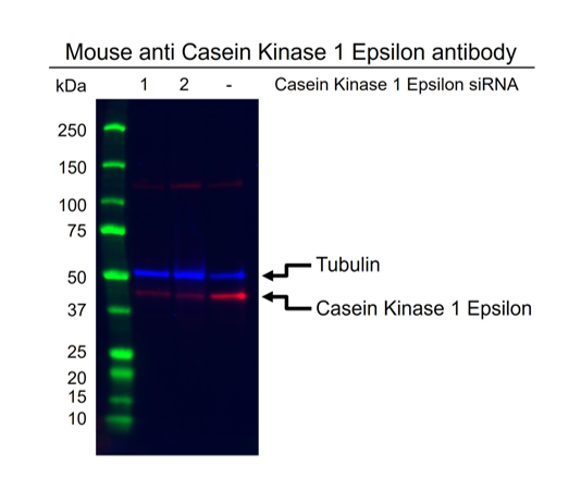 Anti Casein Kinase 1 Epsilon Antibody, clone OTI5C9 (PrecisionAb Monoclonal Antibody) gallery image 2