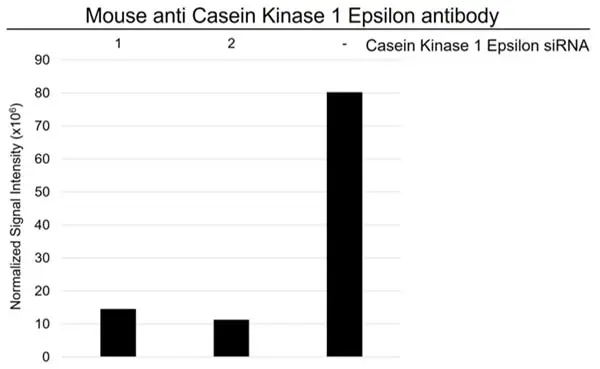 Anti Casein Kinase 1 Epsilon Antibody, clone OTI5C9 (PrecisionAb Monoclonal Antibody) gallery image 3