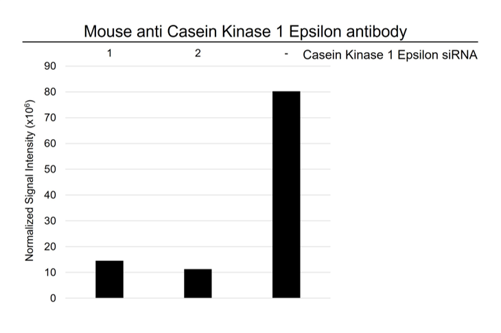 Anti Casein Kinase 1 Epsilon Antibody, clone OTI5C9 (PrecisionAb Monoclonal Antibody) gallery image 3