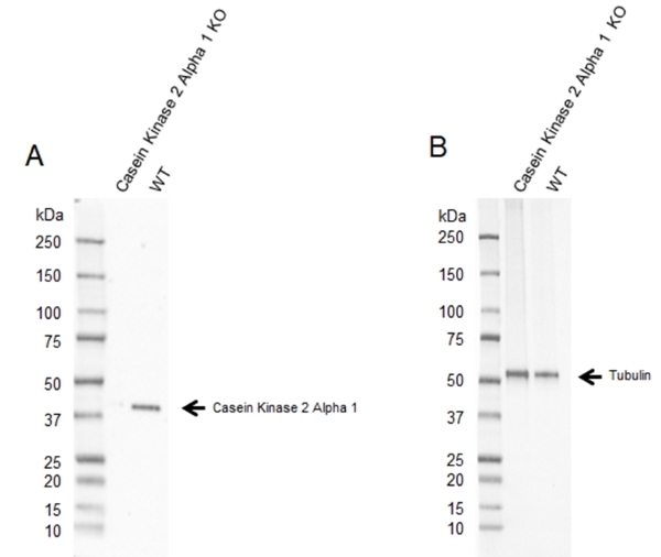 Anti Casein Kinase 2 Alpha 1 Antibody, clone AbD22725.1 (PrecisionAb Monoclonal Antibody) gallery image 1