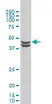 Anti Human Casein Kinase 2 Alpha Antibody, clone 3D9 thumbnail image 1