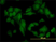 Anti Human Casein Kinase 2 Alpha Antibody, clone 3D9 thumbnail image 2