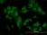 Anti Human Casein Kinase 2 Alpha Antibody, clone 3D9 thumbnail image 2
