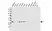 Anti Caspase-3 Antibody, clone CD03/3D6 (PrecisionAb Monoclonal Antibody) thumbnail image 1