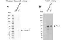 Anti Caspase-3 Antibody, clone CD03/3D6 (PrecisionAb Monoclonal Antibody) gallery image 2