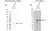 Anti Caspase-3 Antibody, clone CD03/3D6 (PrecisionAb Monoclonal Antibody) thumbnail image 2