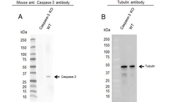 Anti Caspase-3 Antibody, clone CD03/3D6 (PrecisionAb Monoclonal Antibody) gallery image 2