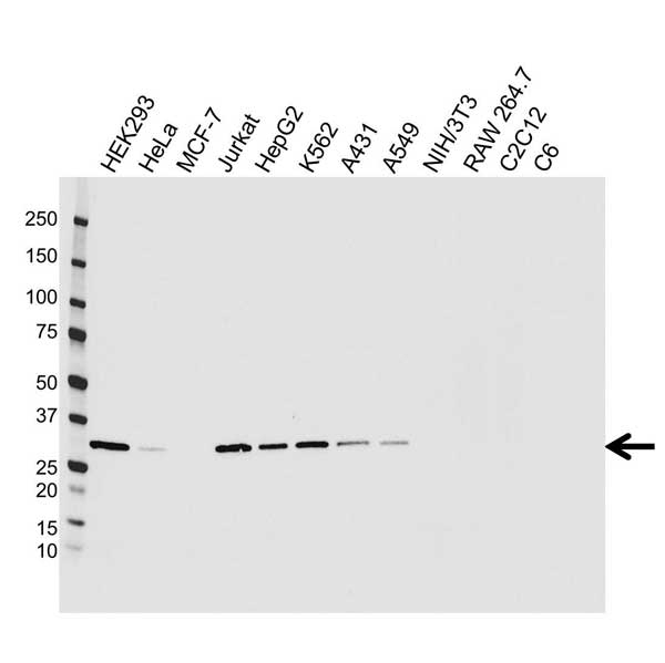 Anti Caspase-3 Antibody, clone CD3/3D6 (PrecisionAb Monoclonal Antibody) gallery image 1