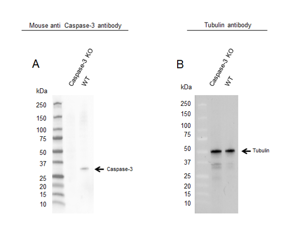 Anti Caspase-3 Antibody, clone CD3/3D6 (PrecisionAb Monoclonal Antibody) gallery image 2