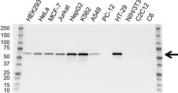 Anti Catalase Antibody, clone OTI1B6 (PrecisionAb Monoclonal Antibody) gallery image 1
