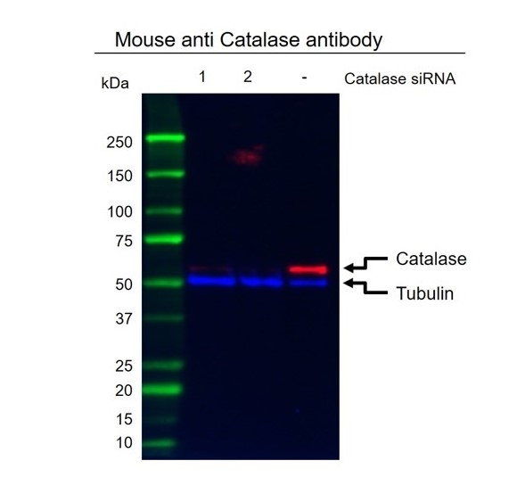 Anti Catalase Antibody, clone OTI1B6 (PrecisionAb Monoclonal Antibody) gallery image 2