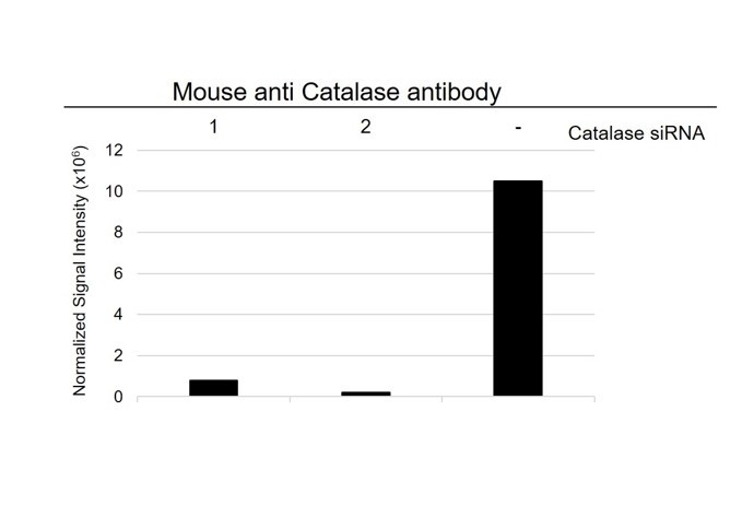 Anti Catalase Antibody, clone OTI1B6 (PrecisionAb Monoclonal Antibody) gallery image 3