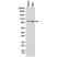 Anti Catenin Beta 1 Antibody, clone RM276 thumbnail image 1