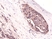 Anti Catenin Beta 1 Antibody, clone RM276 thumbnail image 2