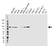 Anti Catenin Beta Antibody, clone AB05/1D4 (PrecisionAb Monoclonal Antibody) thumbnail image 1