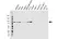 Anti Catenin Beta Antibody, clone AB05/1D4 (PrecisionAb Monoclonal Antibody) thumbnail image 1