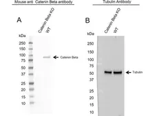 Anti Catenin Beta Antibody, clone AB05/1D4 (PrecisionAb Monoclonal Antibody) gallery image 2