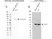 Anti Catenin Beta Antibody, clone AB05/1D4 (PrecisionAb Monoclonal Antibody) thumbnail image 2