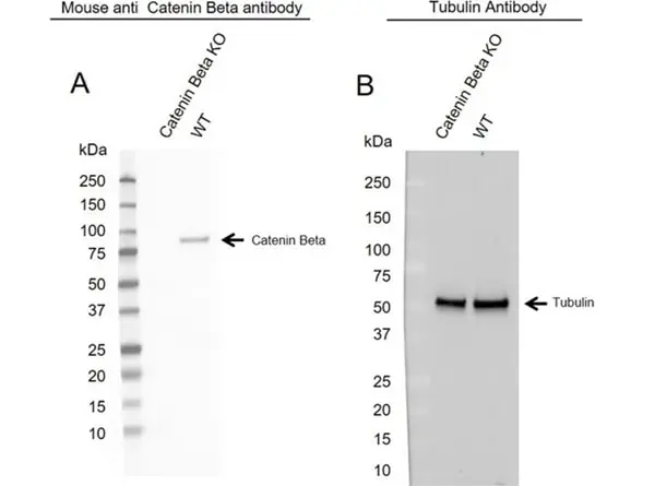 Anti Catenin Beta Antibody, clone AB05/1D4 (PrecisionAb Monoclonal Antibody) gallery image 2