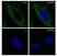 Anti Catenin Beta Antibody, clone AB05/1D4 (PrecisionAb Monoclonal Antibody) thumbnail image 4