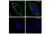 Anti Catenin Beta Antibody, clone AB05/1D4 (PrecisionAb Monoclonal Antibody) thumbnail image 4