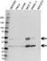 Anti Cathepsin D Antibody (PrecisionAb Monoclonal Antibody) thumbnail image 1