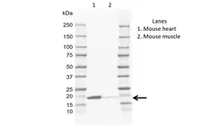 Anti Human Caveolin 3 Antibody, clone CD05-4A6 gallery image 1