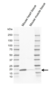 Anti Human Caveolin 3 Antibody, clone CD05-4A6 thumbnail image 1