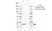 Anti Human Caveolin 3 Antibody, clone CD05-4A6 thumbnail image 1