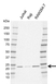 Anti Cbfb Antibody, clone CD06/4G9 (PrecisionAb Monoclonal Antibody) thumbnail image 1