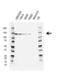 Anti CCAR2 Antibody, clone D02/1C5-4 (PrecisionAb Monoclonal Antibody) thumbnail image 1