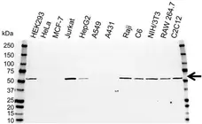 Anti CCT Beta Antibody, clone PK/8/4/4i/2F (PrecisionAb Monoclonal Antibody) gallery image 1