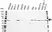 Anti CCT Beta Antibody, clone PK/8/4/4i/2F (PrecisionAb Monoclonal Antibody) thumbnail image 1