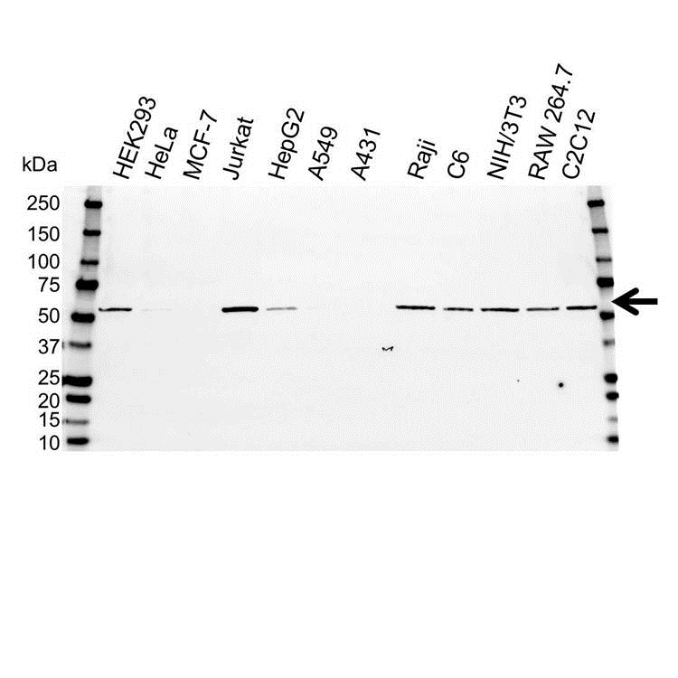 Anti CCT Beta Antibody, clone PK/8/4/4i/2F (PrecisionAb Monoclonal Antibody) gallery image 1