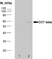 Anti CCT Beta Antibody, clone PK/8/4/4i/2F (PrecisionAb Monoclonal Antibody) thumbnail image 2