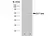Anti CCT Beta Antibody, clone PK/8/4/4i/2F (PrecisionAb Monoclonal Antibody) thumbnail image 2