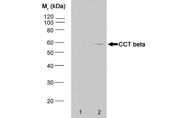 Anti CCT Beta Antibody, clone PK/8/4/4i/2F (PrecisionAb Monoclonal Antibody) gallery image 2
