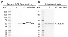 Anti CCT Beta Antibody, clone PK/8/4/4i/2F (PrecisionAb Monoclonal Antibody) gallery image 3