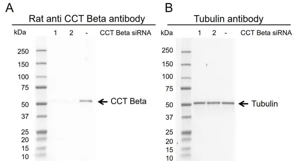 Anti CCT Beta Antibody, clone PK/8/4/4i/2F (PrecisionAb Monoclonal Antibody) gallery image 3