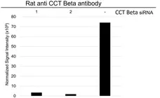 Anti CCT Beta Antibody, clone PK/8/4/4i/2F (PrecisionAb Monoclonal Antibody) gallery image 4