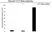 Anti CCT Beta Antibody, clone PK/8/4/4i/2F (PrecisionAb Monoclonal Antibody) thumbnail image 4