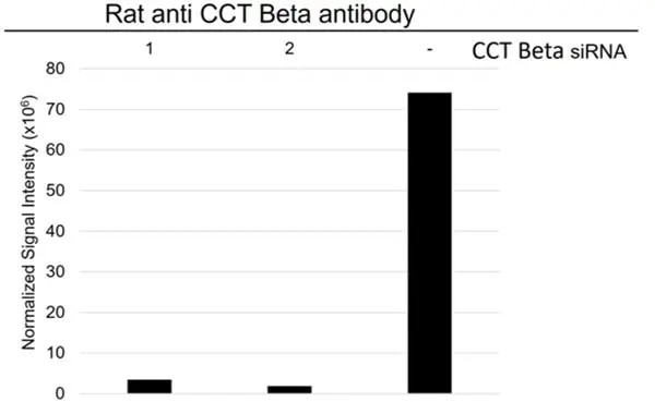Anti CCT Beta Antibody, clone PK/8/4/4i/2F (PrecisionAb Monoclonal Antibody) gallery image 4