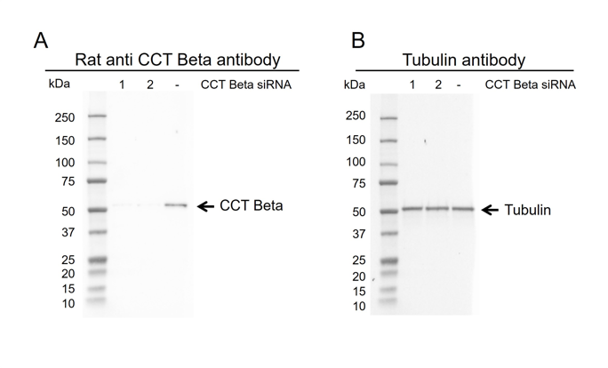 Anti CCT Beta Antibody, clone PK/8/4/4i/2F (PrecisionAb Monoclonal Antibody) gallery image 6